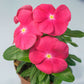 Vinca Solar Mix F1 Seed