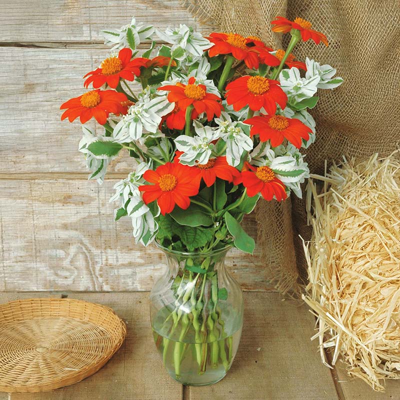 Tithonia Torch Seed