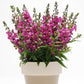 Angelonia Serenita Raspberry F1 Seed