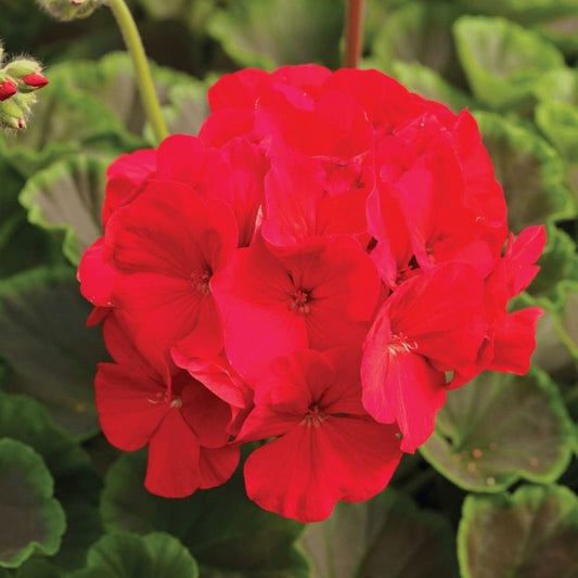 Geranium Bulls Eye Red F1 Seed