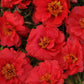 Portulaca Happy Trails Mix Seed
