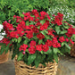 Vinca Cora Red F1 Seed