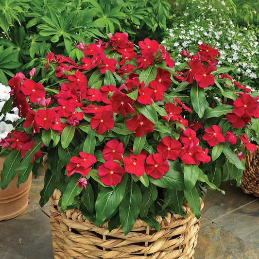 Vinca Cora Red F1 Seed