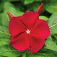 Vinca Cora Red F1 Seed