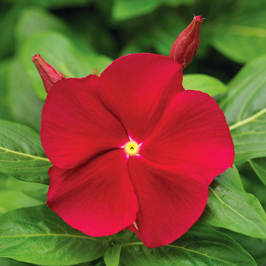 Vinca Cora Red F1 Seed