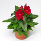 Vinca Cora Red F1 Seed