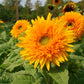 Sunflower Goldy Double F1 Organic Seed