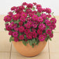 Zinnia Profusion Double Hot Cherry Seed