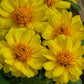 Zinnia Profusion Double Yellow Seed