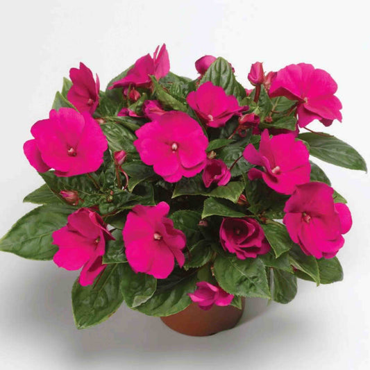 Impatiens New Guinea Florific Violet F1 Seed