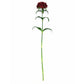 Dianthus Sweet Black Cherry F1 Seed
