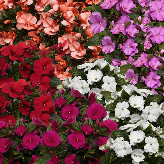 Impatiens New Guinea Florific Mix F1 Seed
