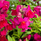 Snapdragon Candy Showers Mix F1 Seed