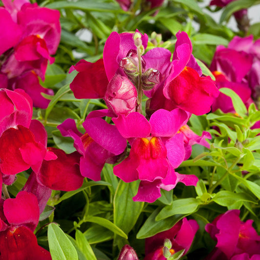 Snapdragon Candy Showers Mix F1 Seed