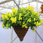 Snapdragon Candy Showers Mix F1 Seed