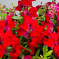 Snapdragon Candy Showers Mix F1 Seed
