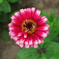 Zinnia Mazurkia Seed