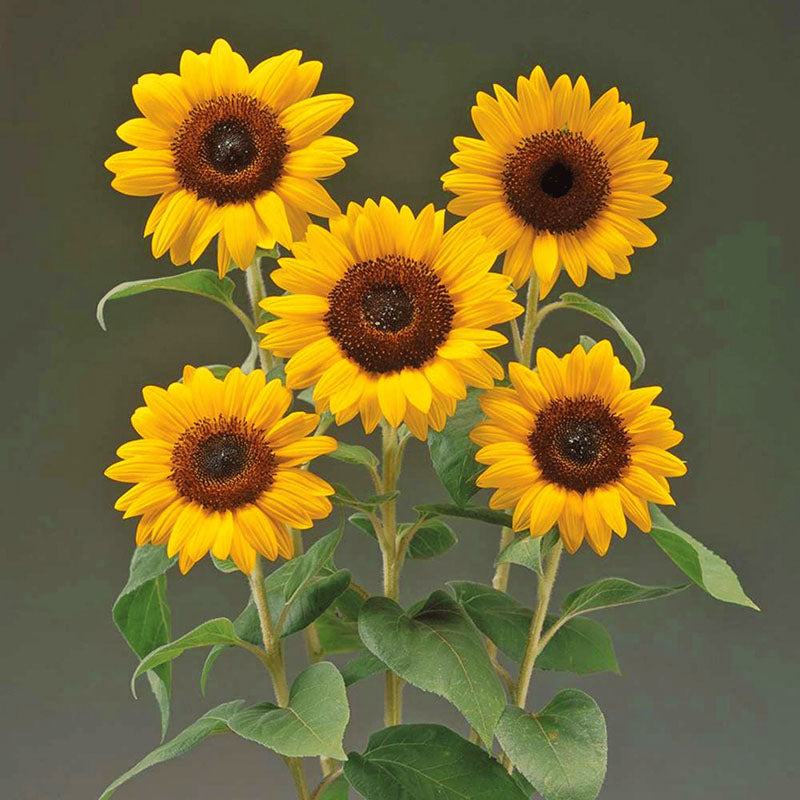 Sunflower Premier Orange F1 Seed