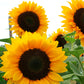 Sunflower Premier Orange F1 Seed