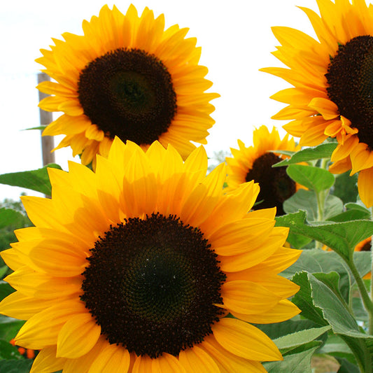 Sunflower Premier Orange F1 Seed