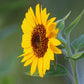 Sunflower Vincent's Choice F1 Seed