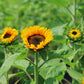 Sunflower Vincent's Choice F1 Seed