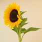 Sunflower Vincent's Choice F1 Seed