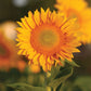 Sunflower Vincent's Fresh F1 Seed