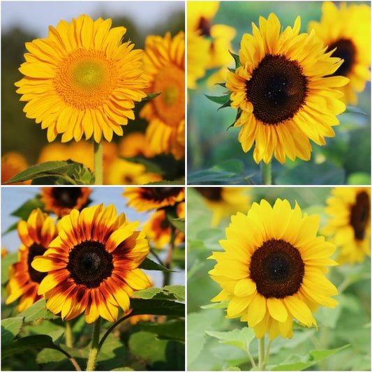 Sunflower Pro Cut Collection F1 Seed