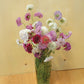 Scabiosa QIS Mix Seed