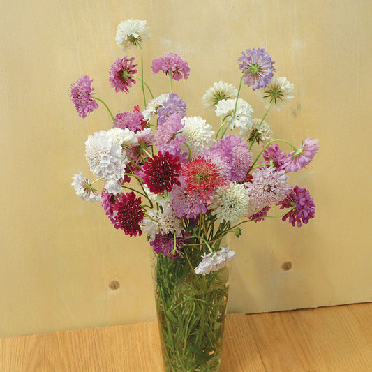 Scabiosa QIS Mix Seed