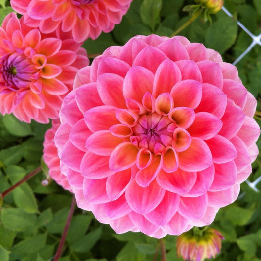 Dahlia Linda's Baby Tubers