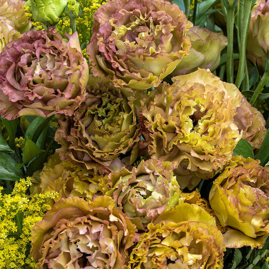Lisianthus Rosanne 1 Brown F1 Seed