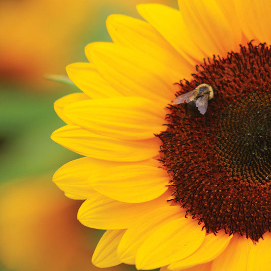 Sunflower Sunrich Orange DMR F1 Seed
