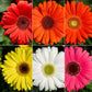 Gerbera Bengal Mix F1 Seed