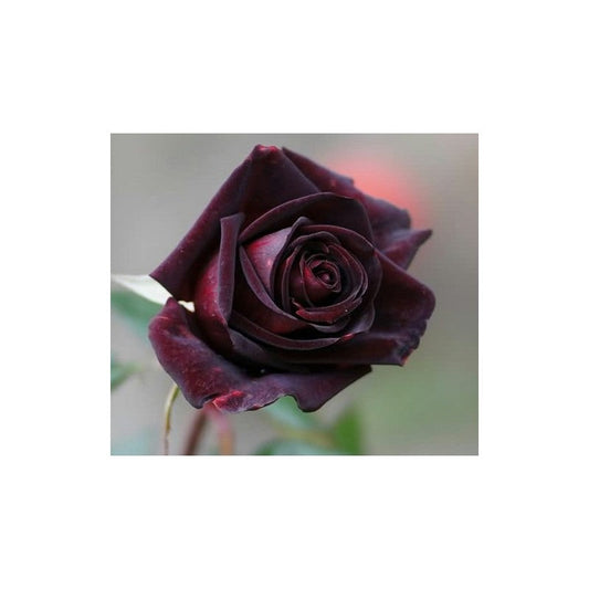 Black Rose Seedlings Flower Seeds Perennial Growing Bonsai Corms Tubers Potted Planting Reblooming Fragrant Garden Roots Rhizomes Species Blooms Plant Bulbs Gardening Tree