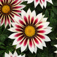 Gazania New Day Tiger Mix F1 Seed