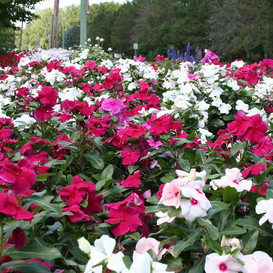 Vinca Valiant Mix F1 Seed