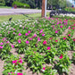 Vinca Valiant Mix F1 Seed