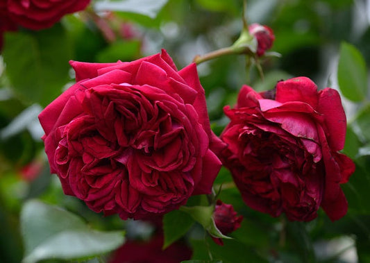 Dracula Rose Seedlings Flower Seeds Perennial Growing Bonsai Corms Tubers Potted Planting Reblooming Fragrant Garden Roots Rhizomes Species Blooms Plant Bulbs Gardening Tree