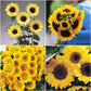 Sunflower Sunrich Collection F1 Seed
