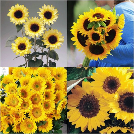 Sunflower Sunrich Collection F1 Seed