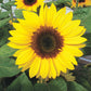 Sunflower Sunrich Collection F1 Seed