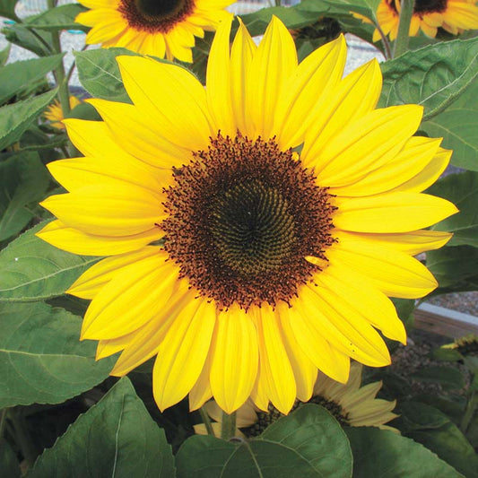 Sunflower Sunrich Collection F1 Seed