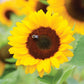 Sunflower Sunrich Collection F1 Seed