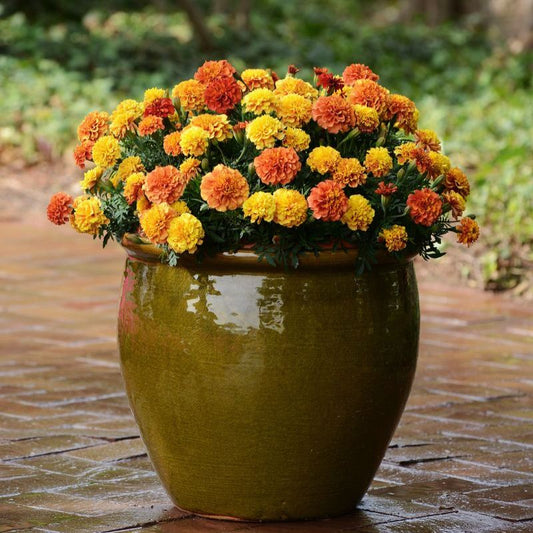Marigold New World Strawberry Blonde Seed