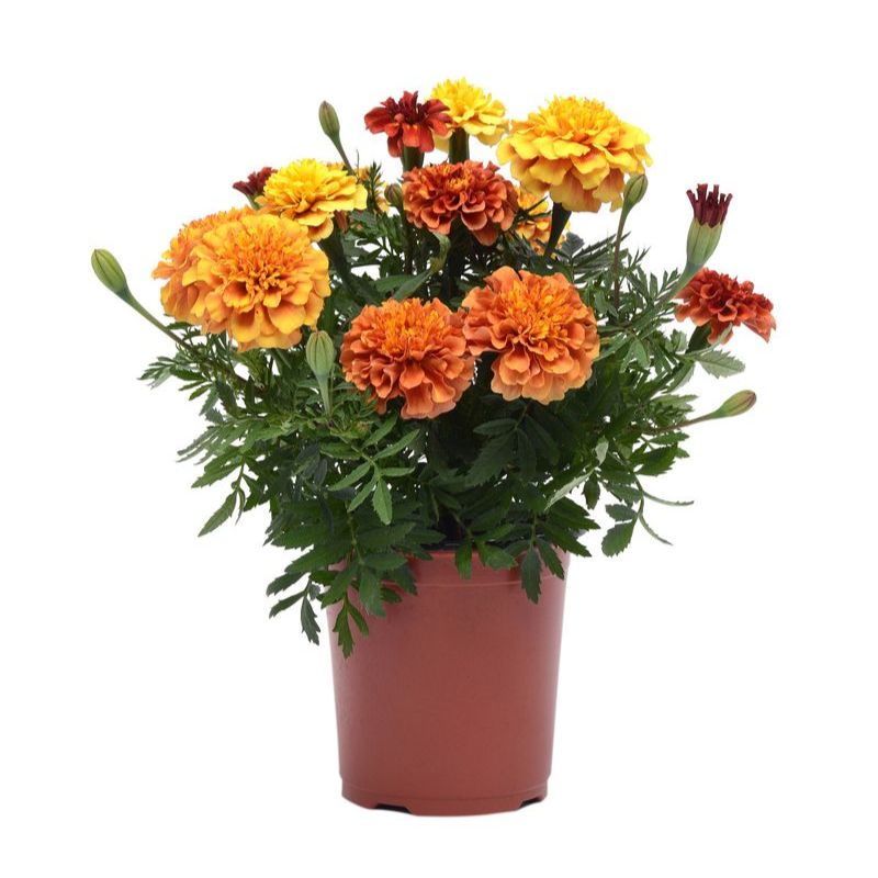 Marigold New World Strawberry Blonde Seed