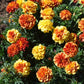 Marigold New World Strawberry Blonde Seed