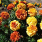Marigold New World Strawberry Blonde Seed