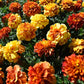 Marigold New World Strawberry Blonde Seed